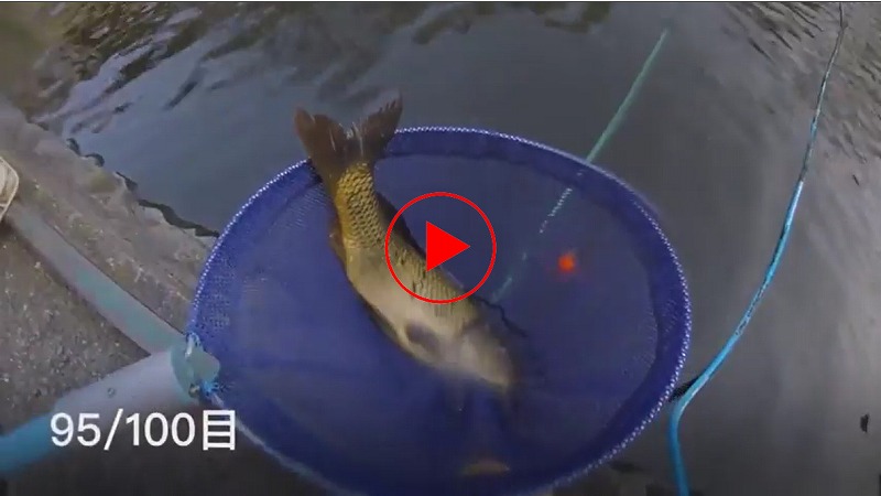 こい　コイ　船舶免許神戸　船舶免許滋賀　船舶免許　ボート免許　水上バイク免許　トローリング