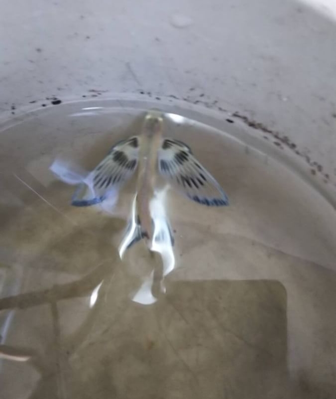 魚釣り　船舶免許　ボート免許　水上バイク免許　船舶免許千葉　船舶免許埼玉　船舶免許東京　船舶免許神奈川