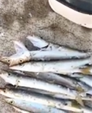 船舶免許　ボート免許　水上バイク免許　船舶免許千葉　船舶免許東京　船舶免許横浜　船舶免許埼玉　船舶免許神奈川