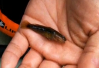 魚釣り　船舶免許　ボート免許　水上バイク免許　船舶免許千葉　船舶免許埼玉　船舶免許東京　船舶免許神奈川