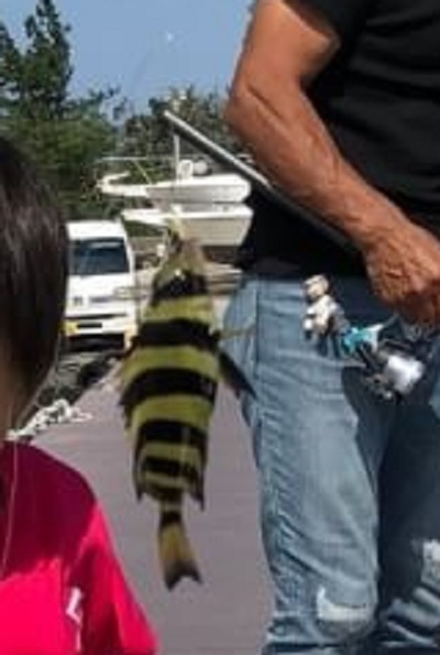 マリンライセンスロイヤル　船舶免許　ボート免許　船舶免許神奈川