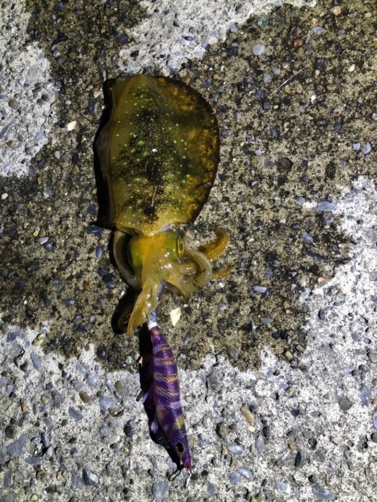 船舶免許　ボート免許　水上バイク免許　ジェットスキー免許　小型船舶免許　マリンライセンスロイヤル