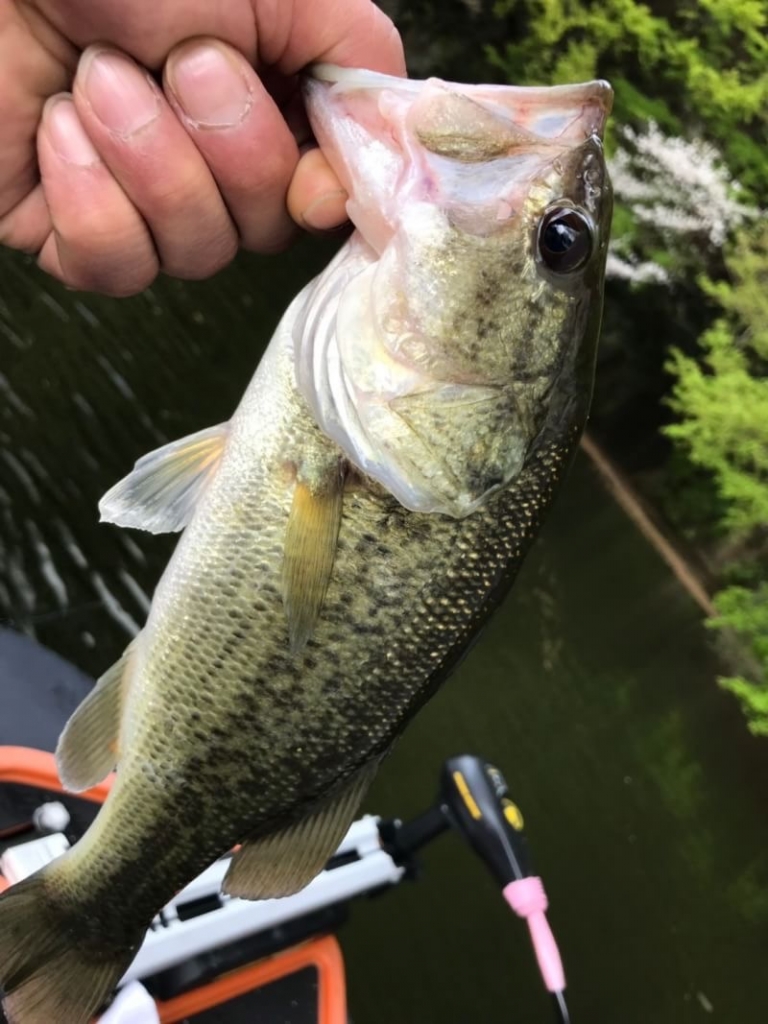 オオクチバス　マリンライセンスロイヤル