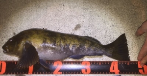 マリンライセンスロイヤル　船舶免許　小型船舶免許　ボートフィッシング　船釣り