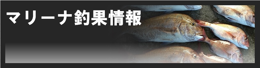 スヤママリン　釣果情報