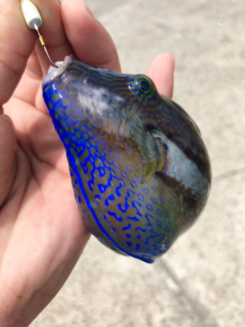 キタマクラ　マリンライセンスロイヤル