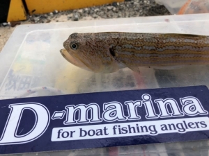 オキエソ　マリンライセンスロイヤル