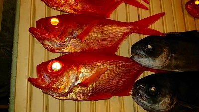 キンメダイ　金目鯛　金目ダイ　深海魚　マリンライセンスロイヤル　船舶免許　ボート免許　西野さん　深海魚ハンター