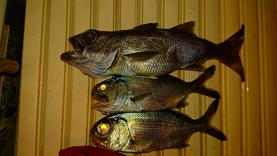 ギンメダイ　深海魚　マリンライセンスロイヤル　船舶免許　ボート免許　西野さん　深海魚ハンター