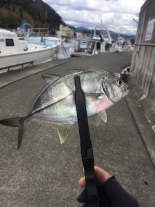 マリンライセンスロイヤル　100目チャレンジ　船舶免許　ボート免許　ギンガメアジ