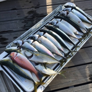 葉山マリーナ　マリンライセンスロイヤル　セミナー