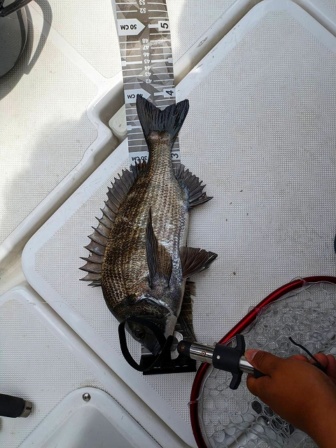 東京湾シーバスカップ　マリンライセンスロイヤル東京　操船セミナー　マリンライセンスロイヤル　卒業生企画