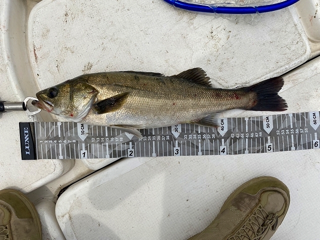 東京湾シーバスカップ　マリンライセンスロイヤル東京　操船セミナー　マリンライセンスロイヤル　卒業生企画