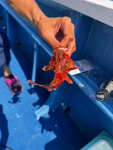 えいあん丸　マリンライセンスロイヤル