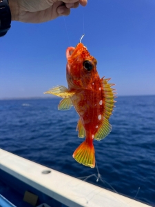 えいあん丸　マリンライセンスロイヤル