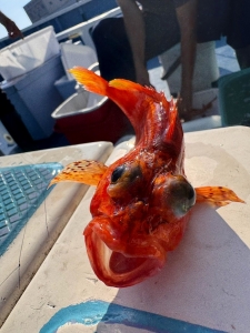 えいあん丸　マリンライセンスロイヤル