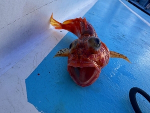 えいあん丸　マリンライセンスロイヤル